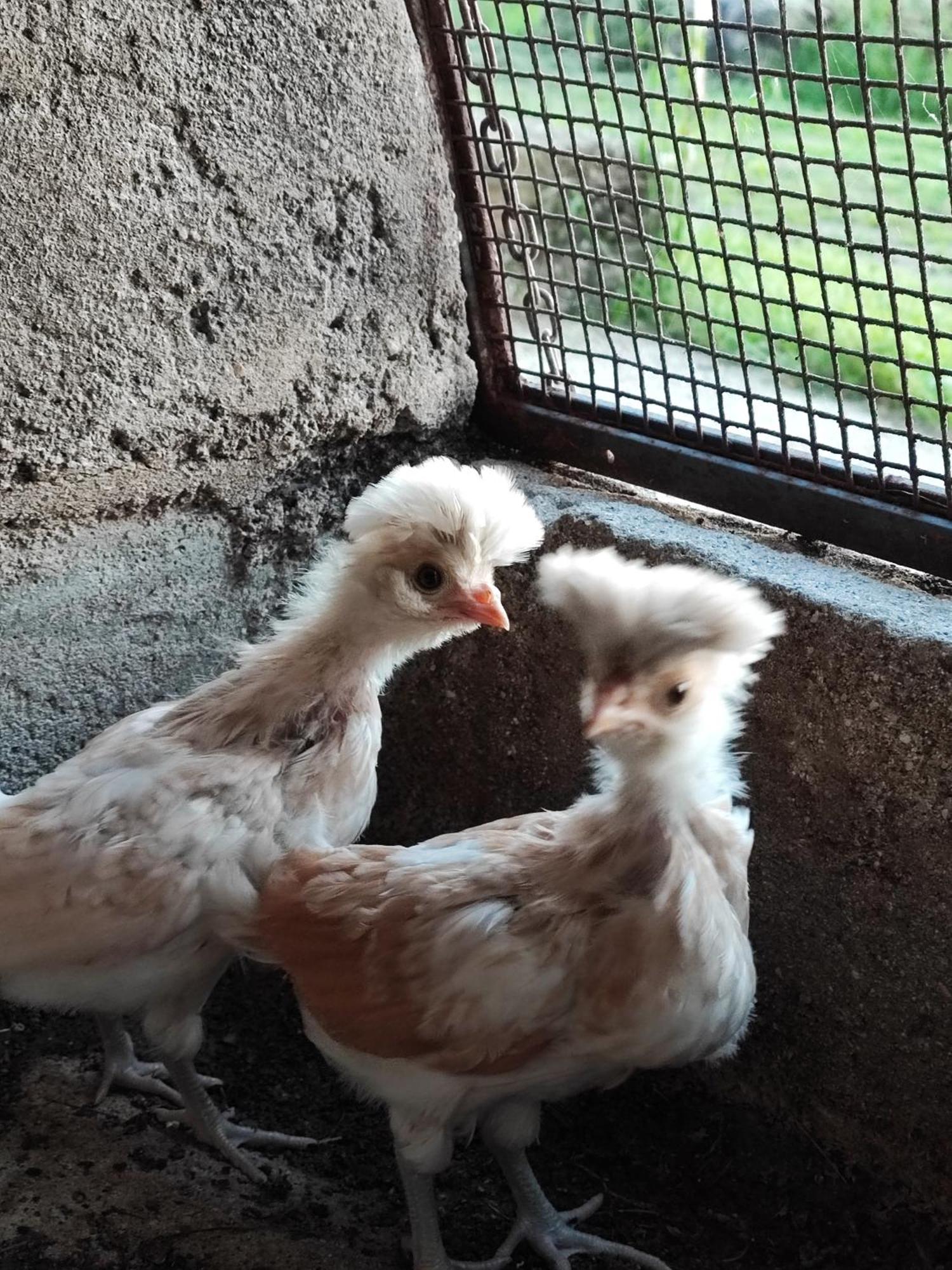 Ca' Dei Berici - Residence Ad Arcugnano Grancare Værelse billede